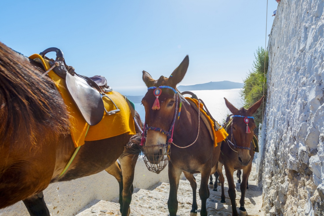 'Greece Santorini island in Cyclades, Donkeys waiting for tourists for a ride in Fira' - Σαντορίνη